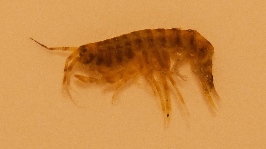 Pallaseopsis_quadrispinosa-2.jpg
