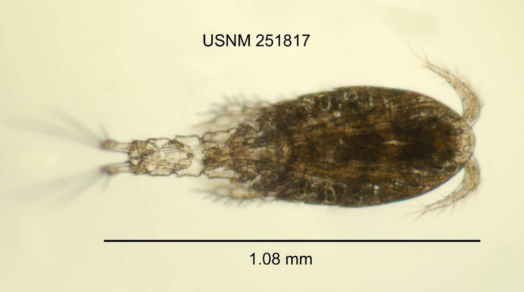 Paracyclops_chiltoni-1.jpg