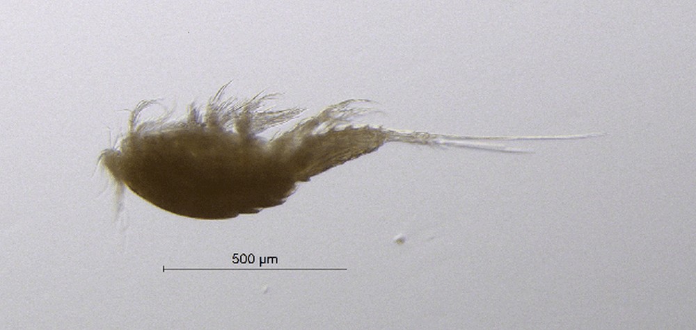 Paracyclops_fimbriatus-10.jpg