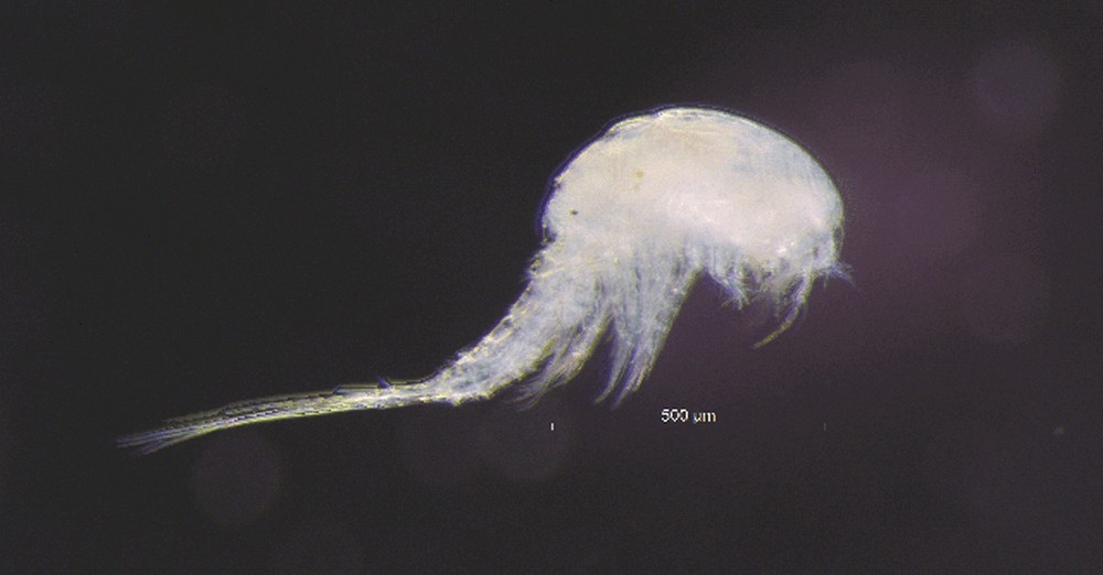 Paracyclops_fimbriatus-11.jpg