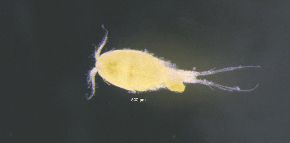 Paracyclops_fimbriatus-12.jpg