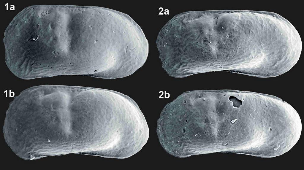 Paralimnocythere_relicta_R.jpg