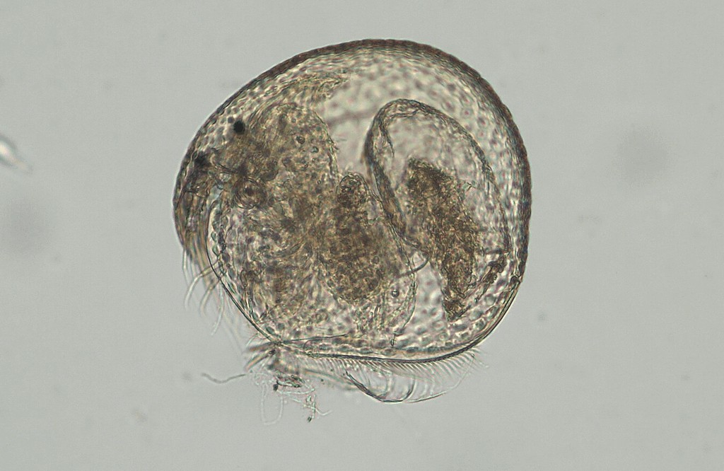 Paralona_pigra1a.jpg