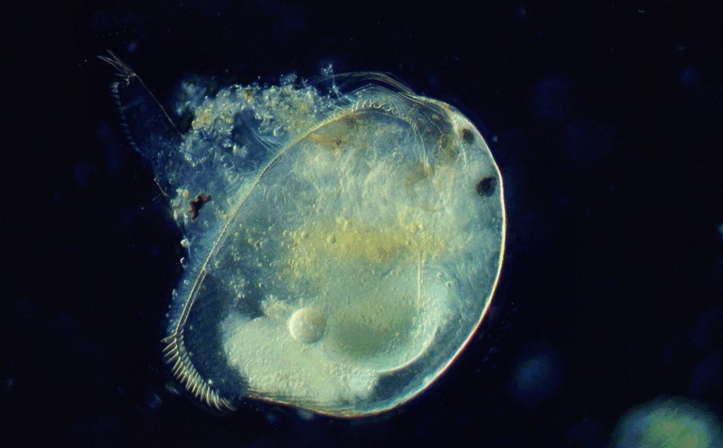 Peracantha_truncata-11.jpg