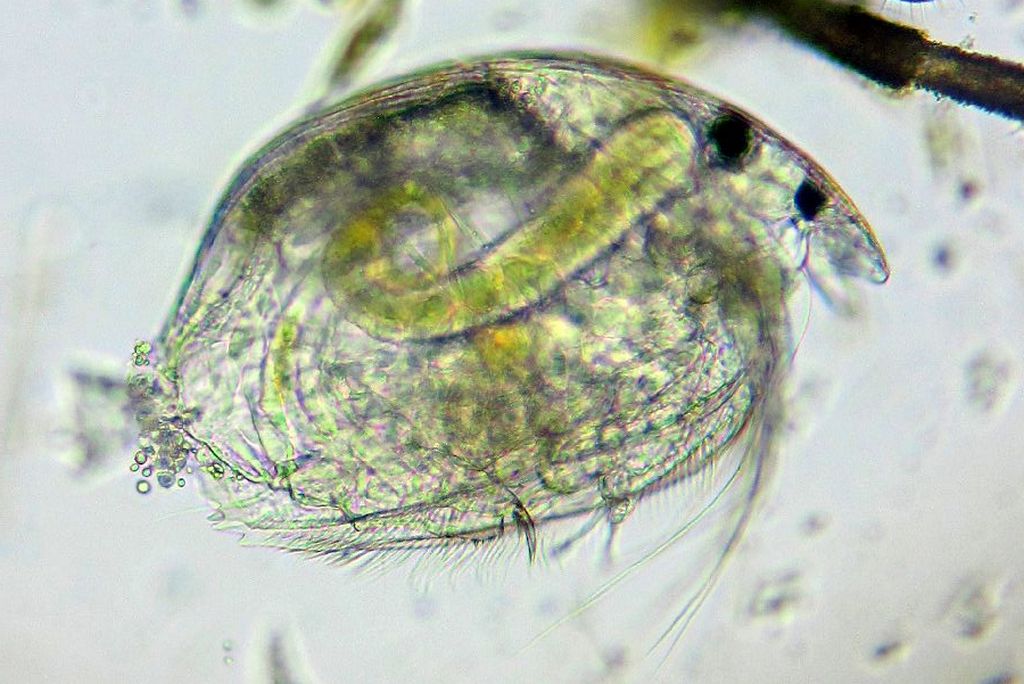 Phreatalona_protzi-1.jpg
