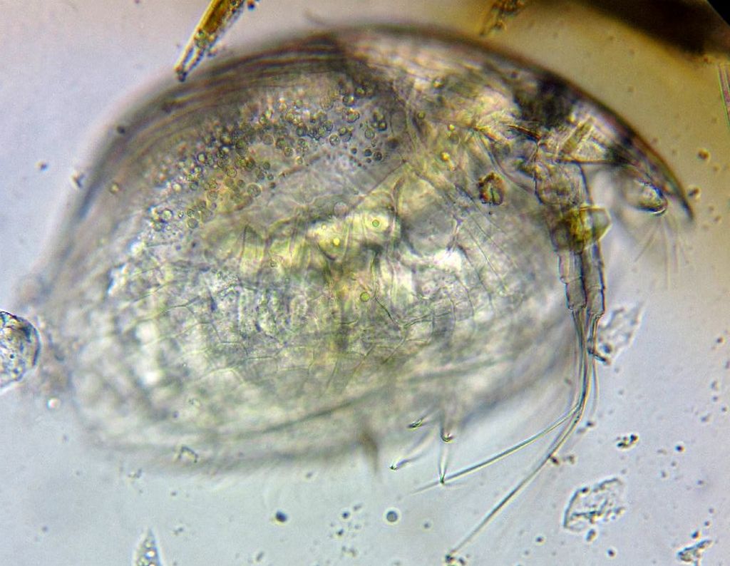 Phreatalona_protzi-2.jpg