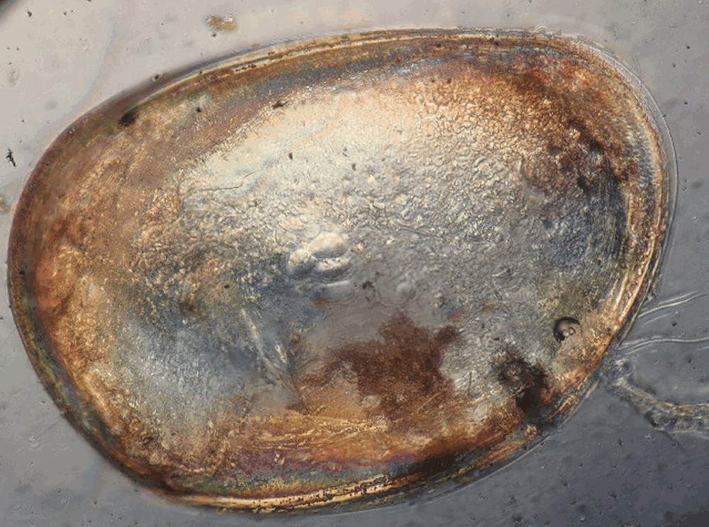 Physocypria_kraepelini-1a.jpg