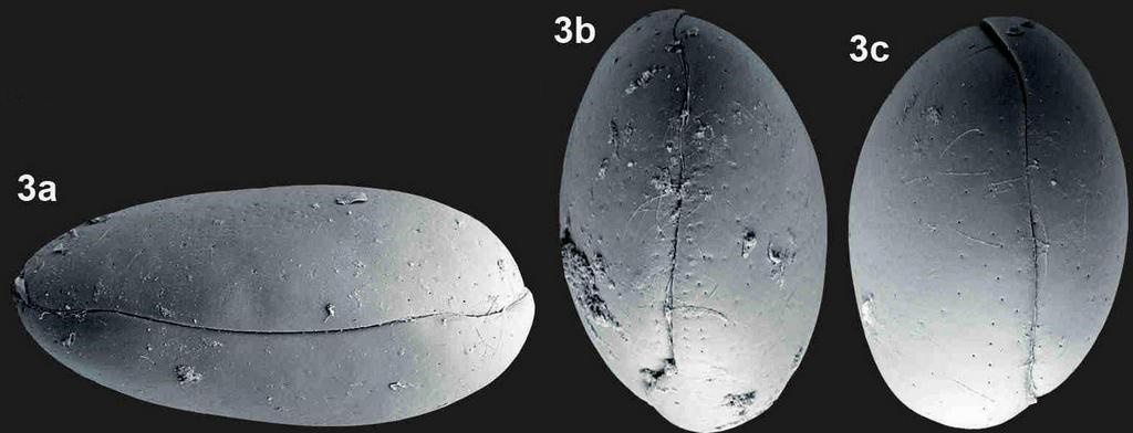 Physocypria_kraepelini_R2.jpg