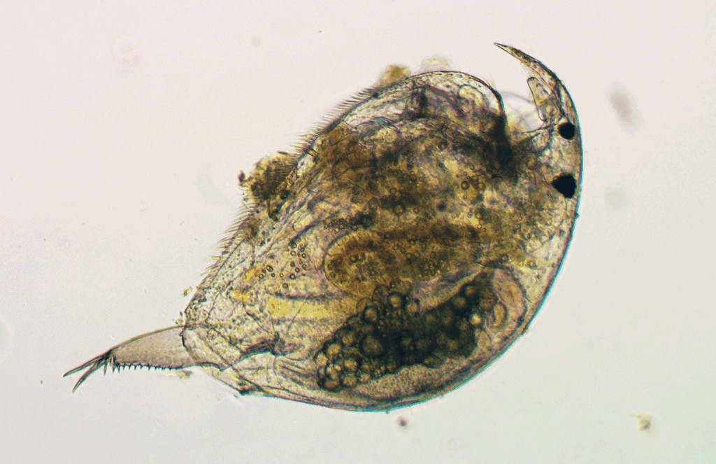 Picripleuroxus_laevis-1.jpg