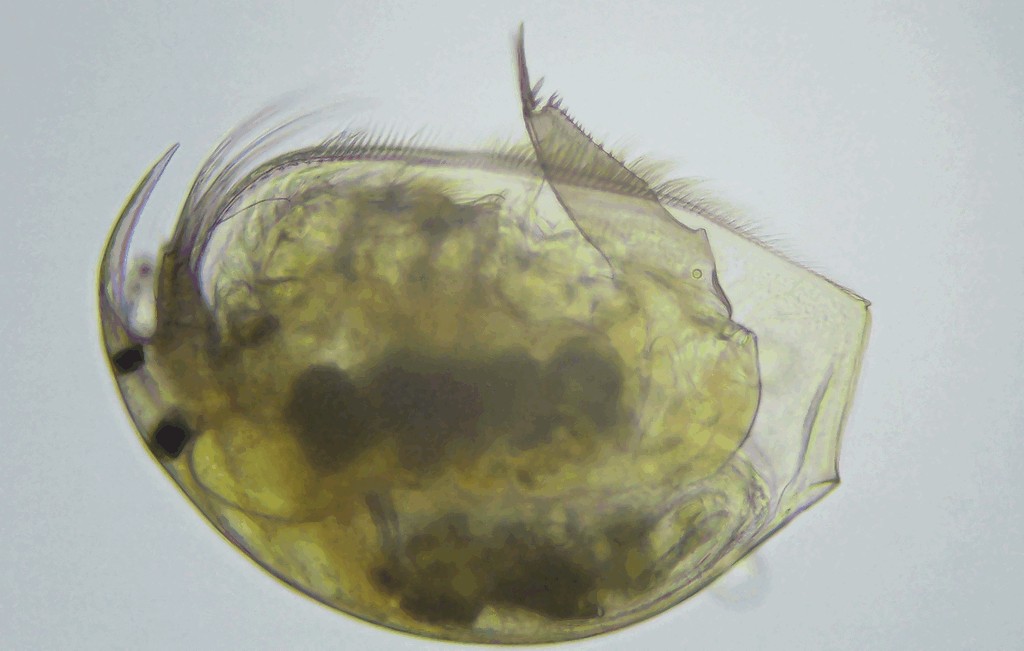 Picripleuroxus_laevis-2.jpg