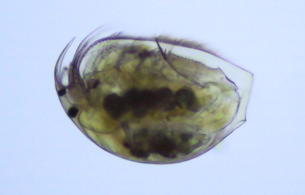 Picripleuroxus_laevis-3.jpg