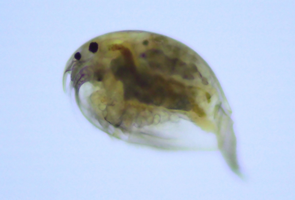 Picripleuroxus_laevis-5.jpg