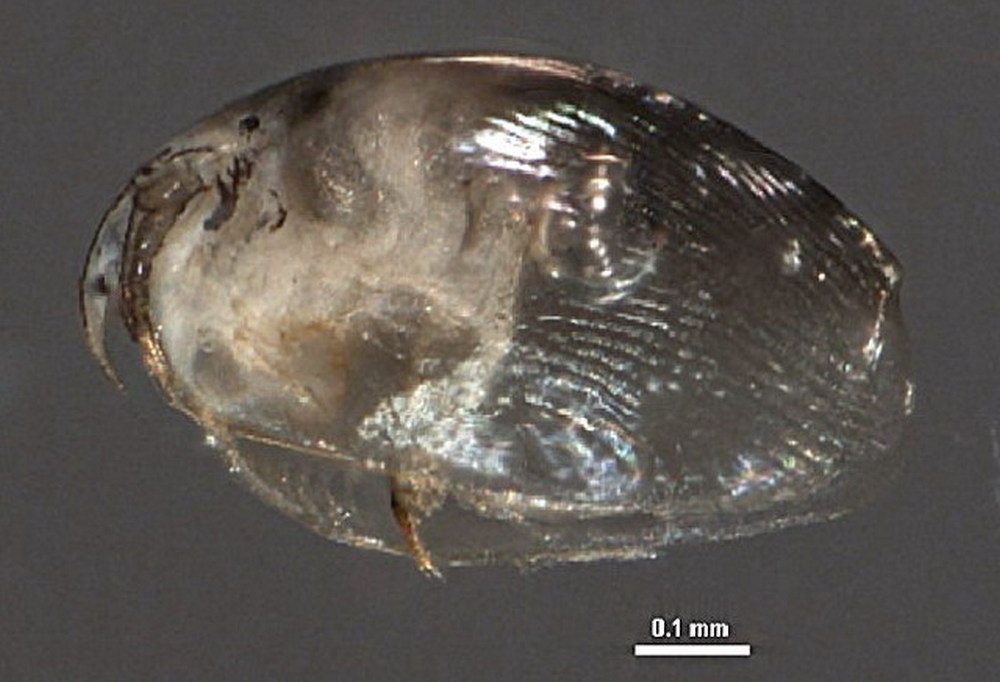 Picripleuroxus_striatus-0b.jpg