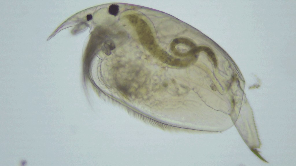 Picripleuroxus_striatus-5.jpg