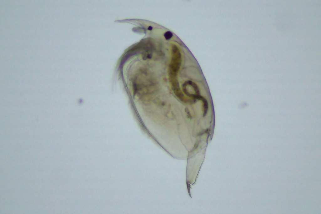 Picripleuroxus_striatus-6.jpg