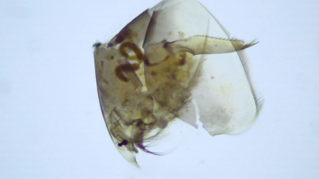 Picripleuroxus_striatus-8.jpg