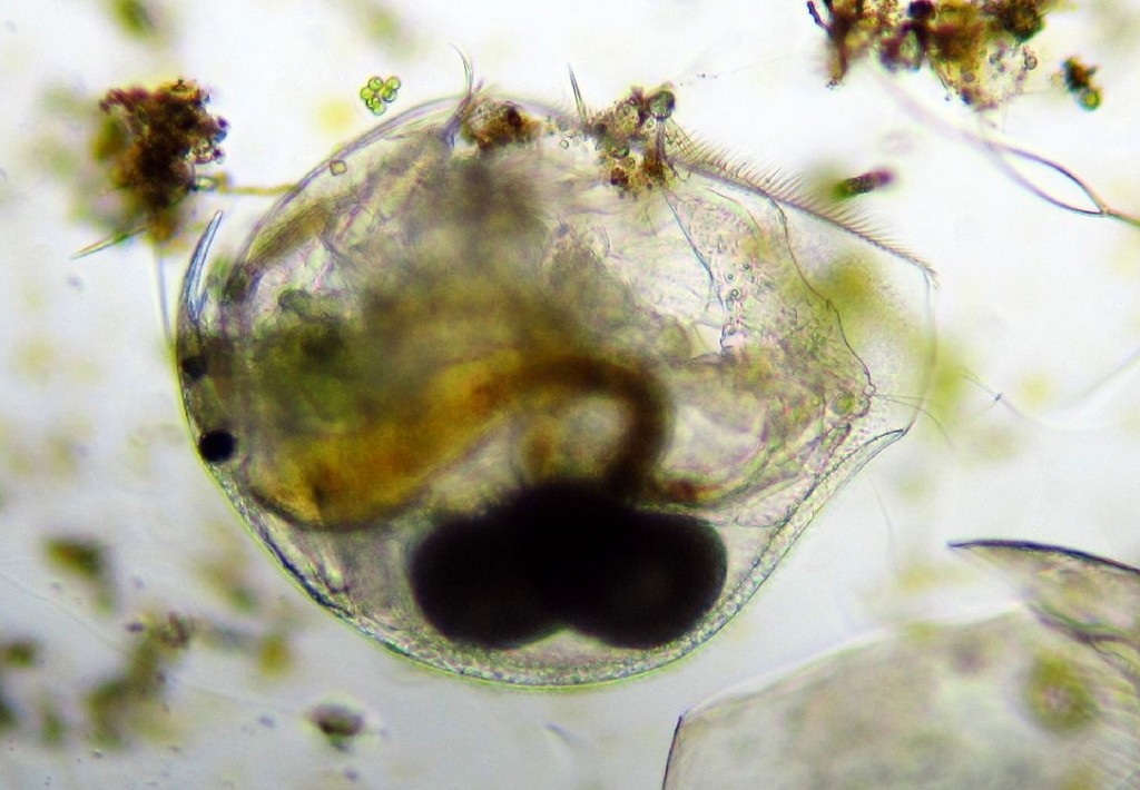Pleuroxus_trigonellus-1.jpg