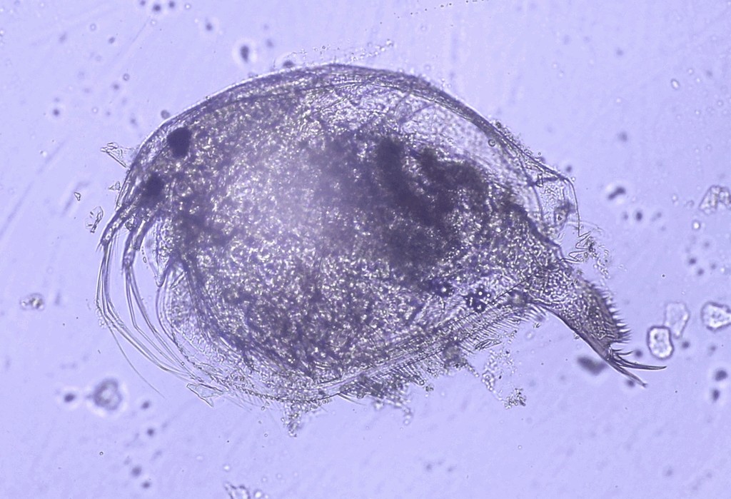 Pleuroxus_trigonellus-2.jpg