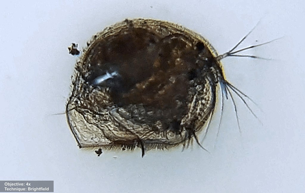 Pleuroxus_trigonellus-3.jpg