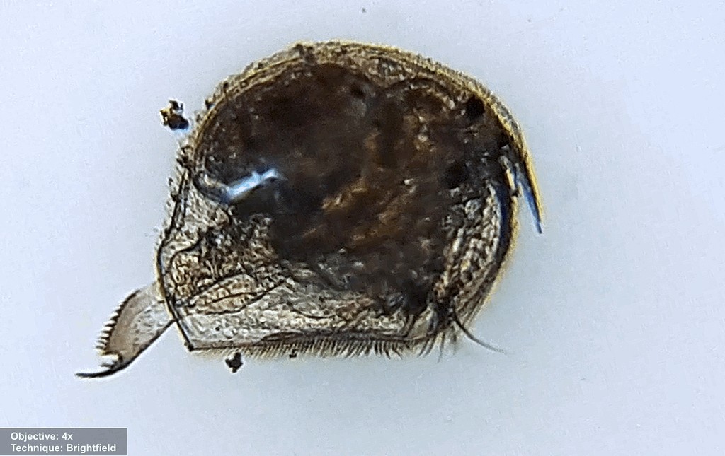 Pleuroxus_trigonellus-4.jpg