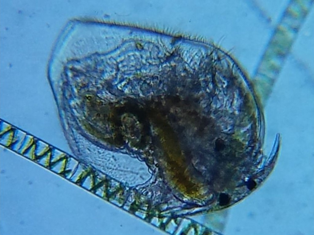 Pleuroxus_uncinatus-2.jpg