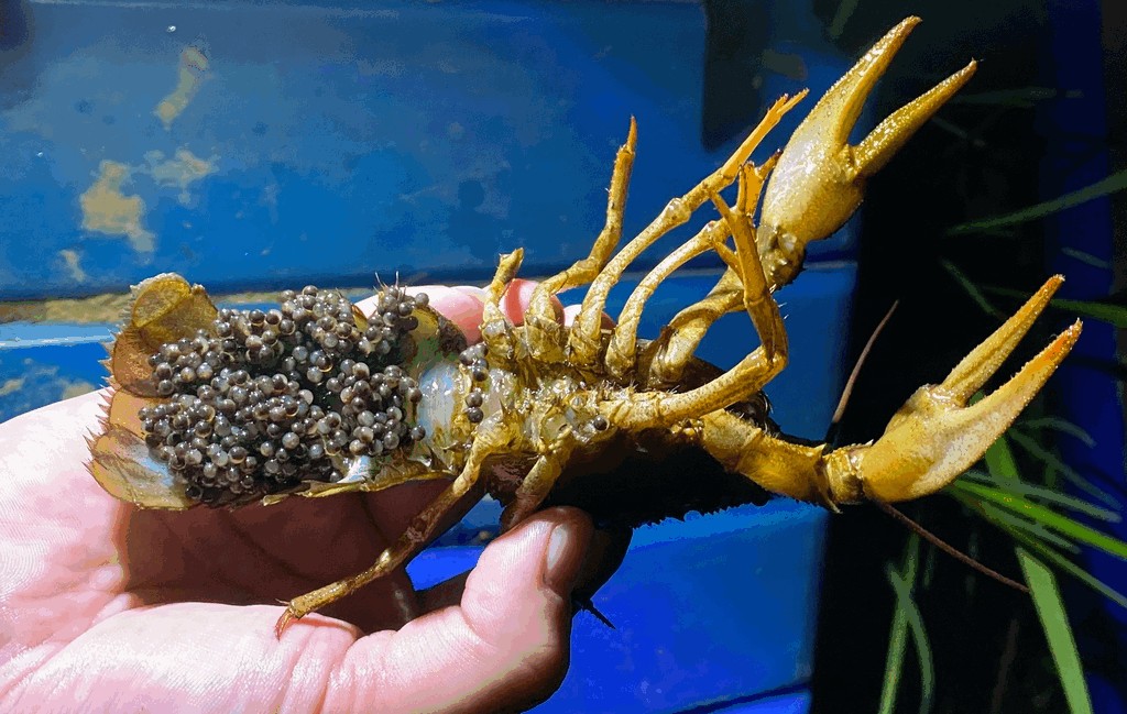 Pontastacus_leptodactylus-7.jpg