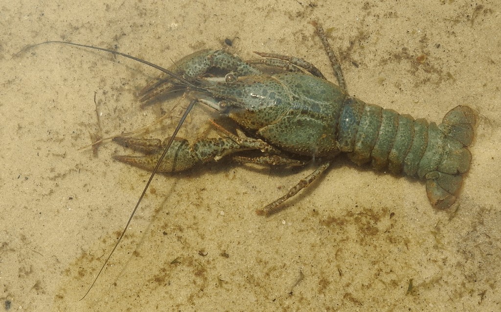 Pontastacus_leptodactylus-8.jpg