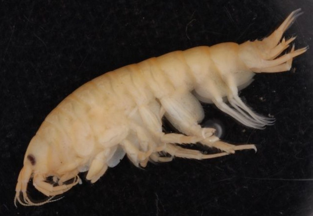 Pontogammarus_robustoides-10.jpg
