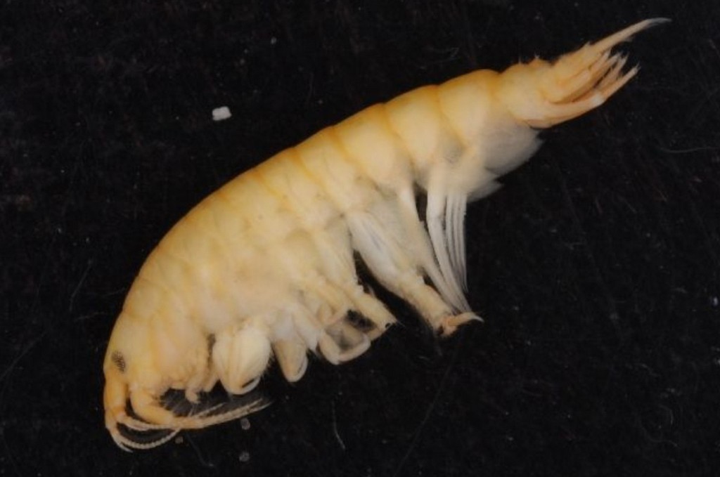 Pontogammarus_robustoides-13.jpg