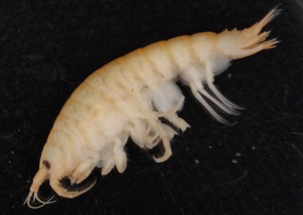 Pontogammarus_robustoides-14.jpg