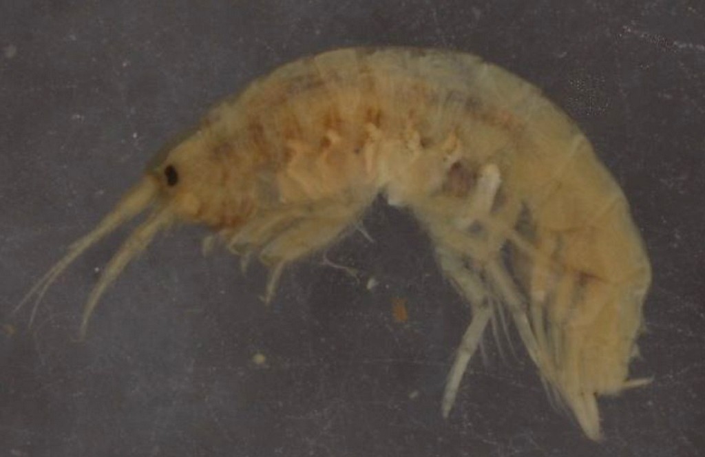 Pontogammarus_robustoides-15.jpg