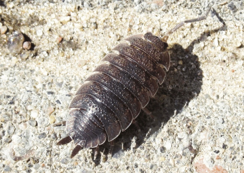Porcellio_scaber-10.jpg