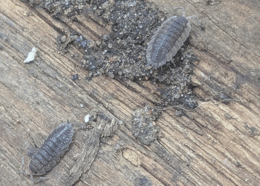 Porcellio_scaber-11.jpg