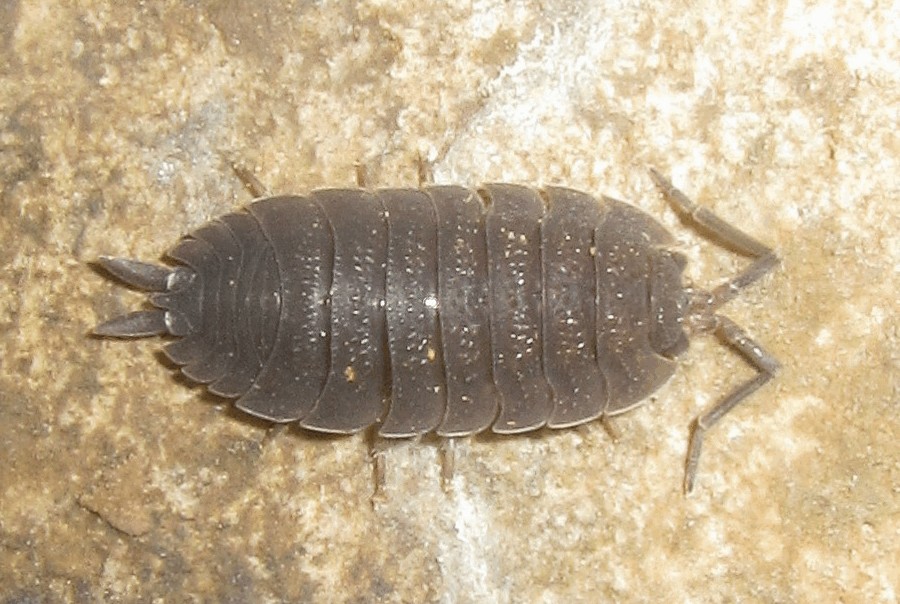 Porcellio_scaber-12.jpg