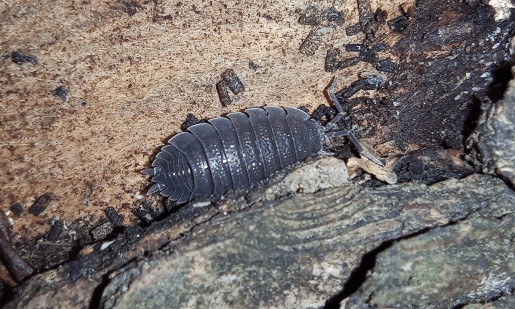 Porcellio_scaber-13.jpg