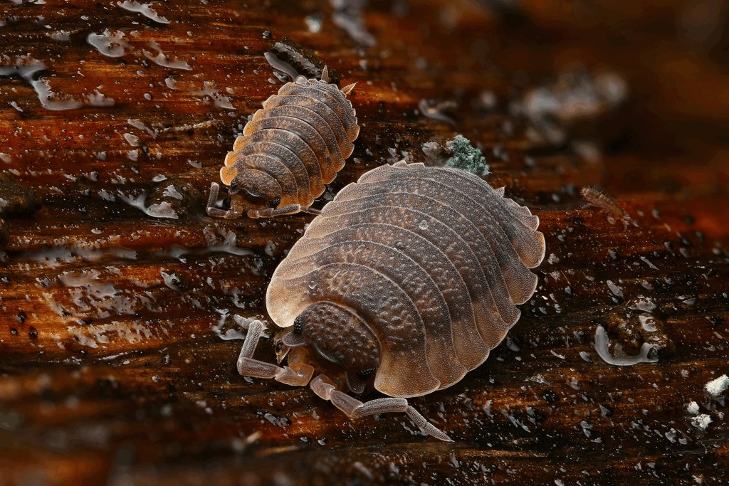 Porcellio_scaber-14.jpg