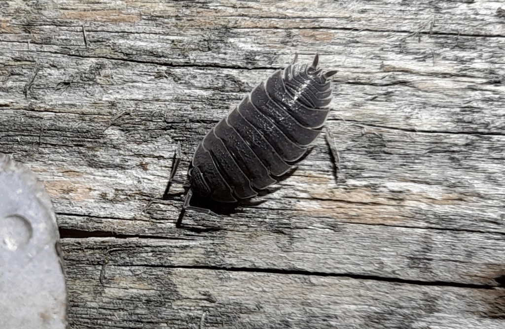 Porcellio_scaber-15.jpg