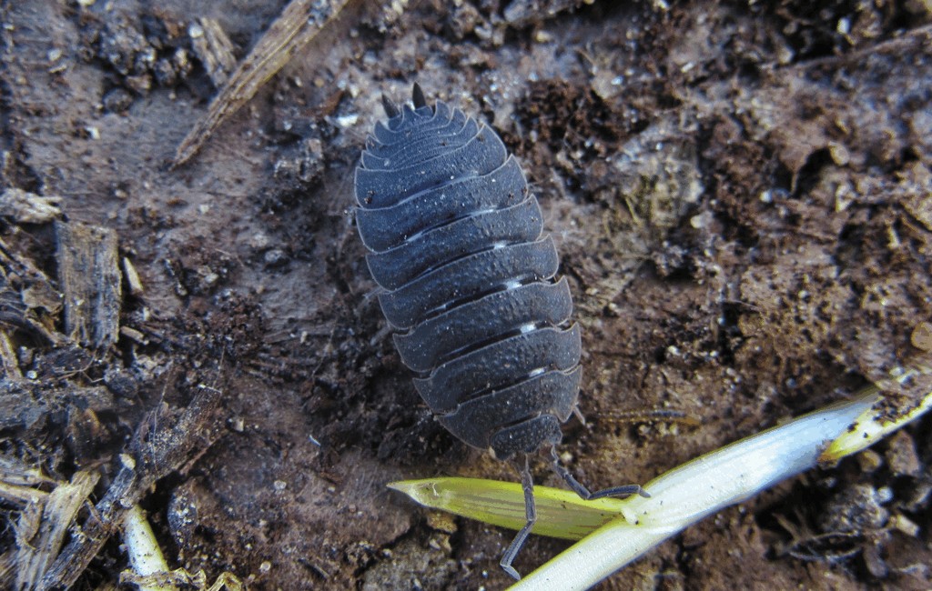 Porcellio_scaber-16.jpg