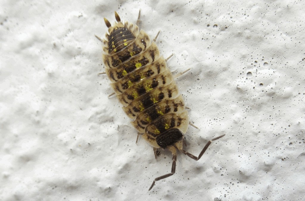 Porcellio_spinicornis-10a.jpg