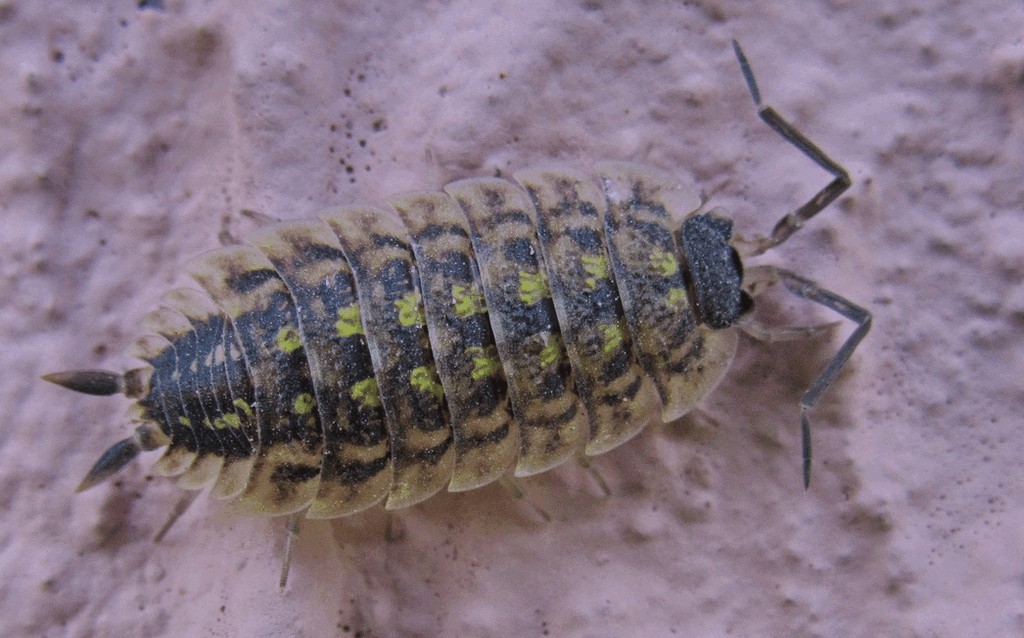 Porcellio_spinicornis-12a.jpg