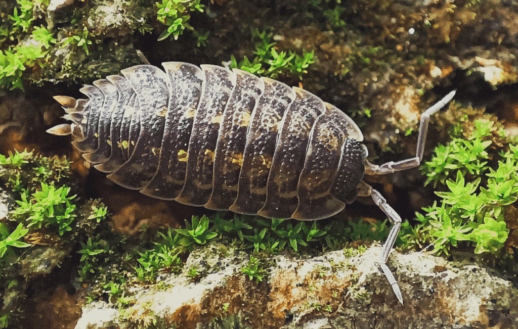 Porcellio_spinicornis-14a.jpg