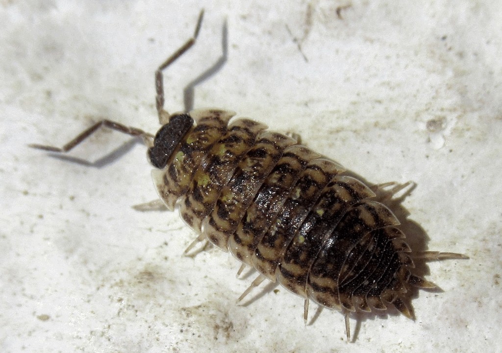Porcellio_spinicornis-15a.jpg