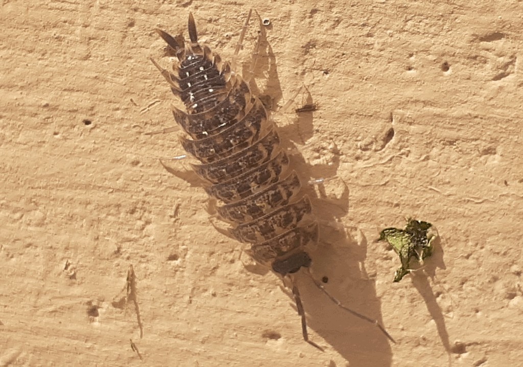 Porcellio_spinicornis-18a.jpg