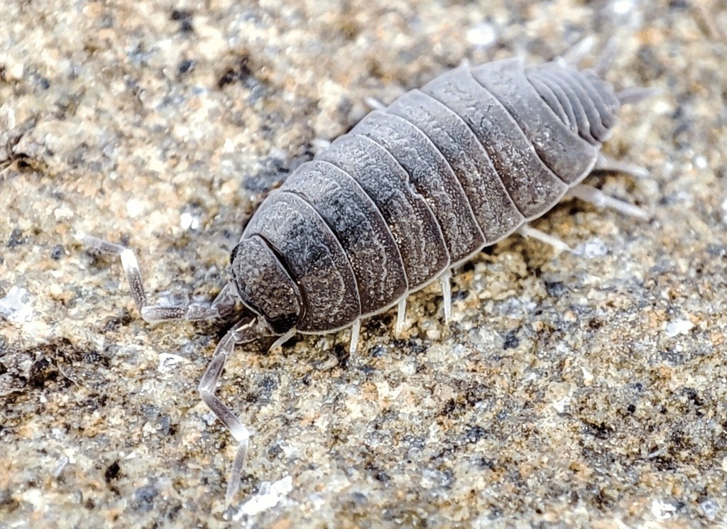 Porcellionides_pruinosus-22.jpg
