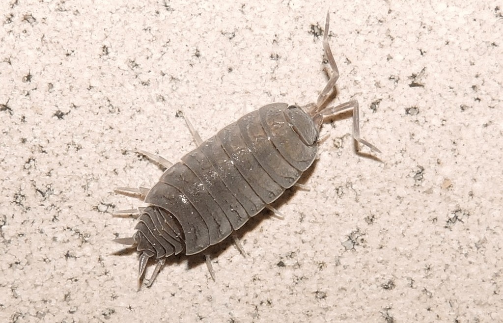 Porcellionides_pruinosus-23.jpg