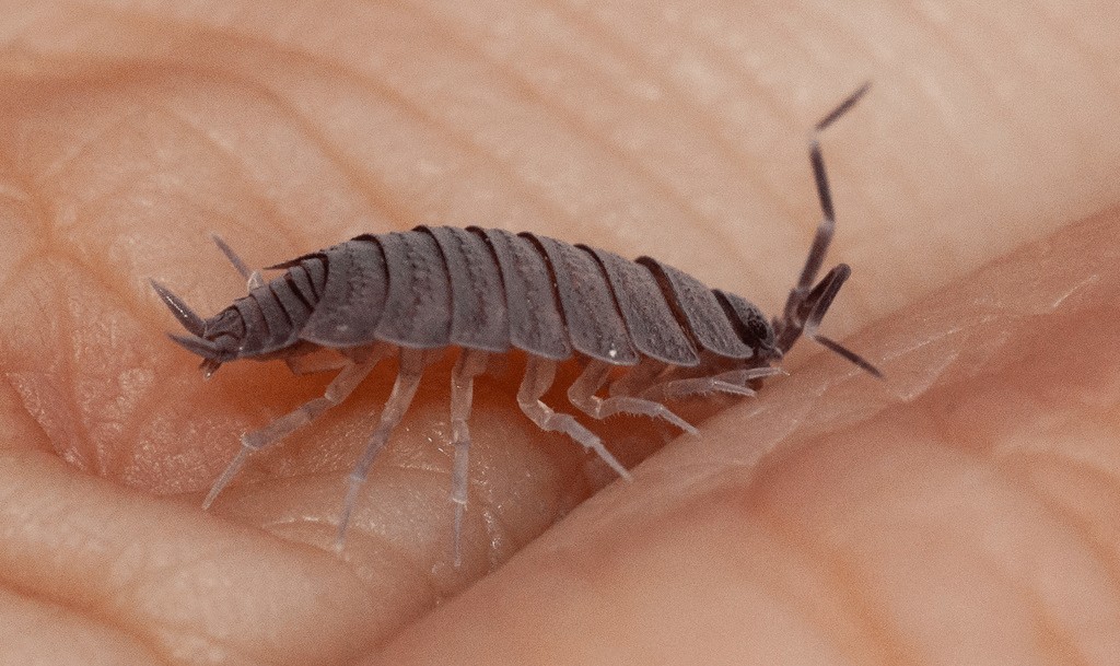 Porcellionides_pruinosus-24.jpg