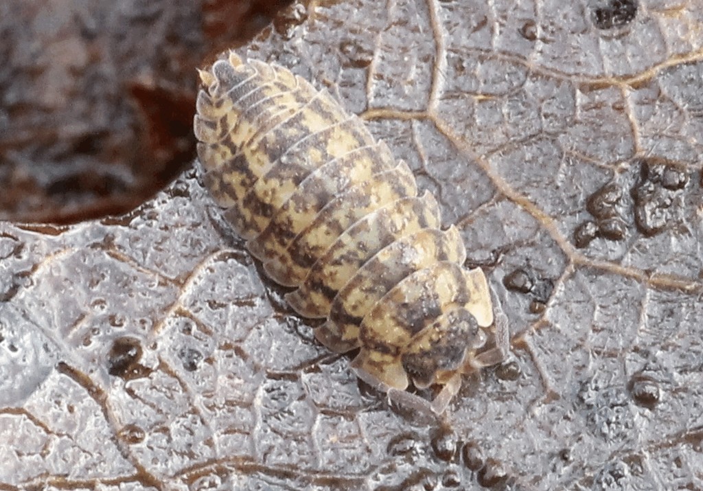 Porcellium_conspersum-22.jpg