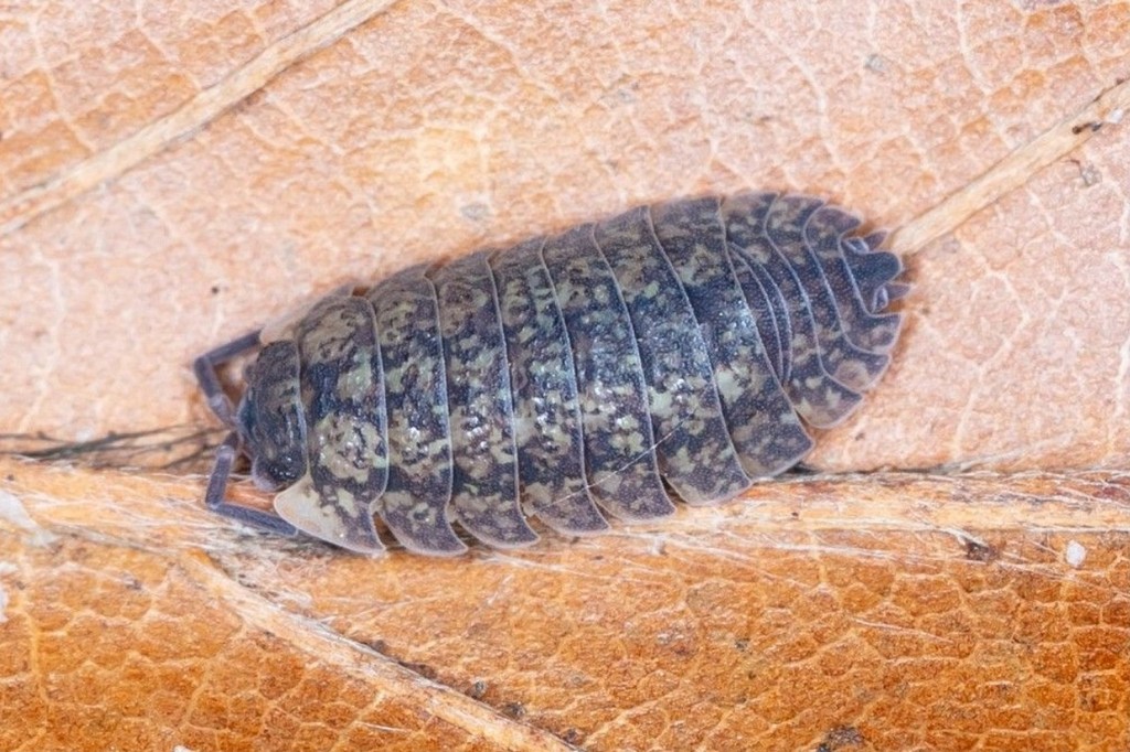 Porcellium_conspersum-25.jpg