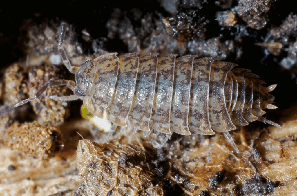 Porcellium_conspersum-27.jpg