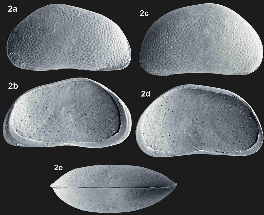 Potamocypris_zschokkei_R.jpg